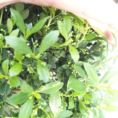 Pokojová bonsai - Ilex crenata - Cesmína PB220554 - 2