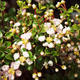 Pokojová bonsai - Barbadoská třešeň PB213544 - 2/3