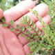Venkovní bonsai - Ulmus parvifolia SAIGEN - Malolistý jilm - 2/2