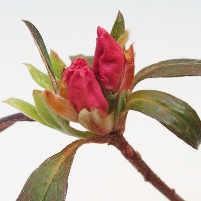 Venkovní bonsai - Rhododendron sp. - Azalka červená - 2