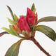 Venkovní bonsai - Rhododendron sp. - Azalka červená - 2/2