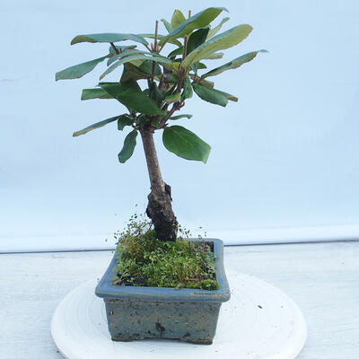 Venkovní bonsai-Kalina Bodnanská - Viburum carlesii - 2