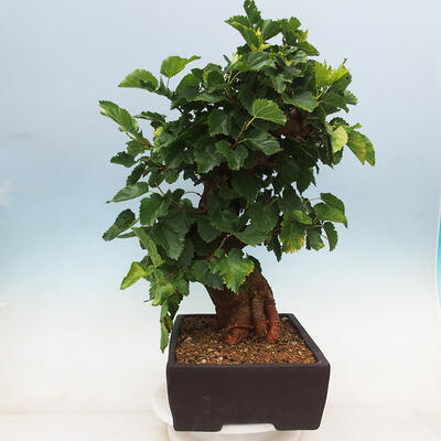 Venkovní bonsai -Morus alba - moruše - 2