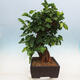 Venkovní bonsai -Morus alba - moruše - 2/6
