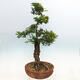 Venkovní bonsai - Zelkova - Zelkova NIRE - 2/7