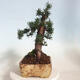 Venkovní bonsai - Taxus cuspidata  - Tis japonský - 2/6