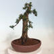 Venkovní bonsai - Taxus cuspidata  - Tis japonský - 2/6