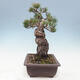 Venkovní bonsai - Pinus parviflora - borovice drobnokvětá - 2/4