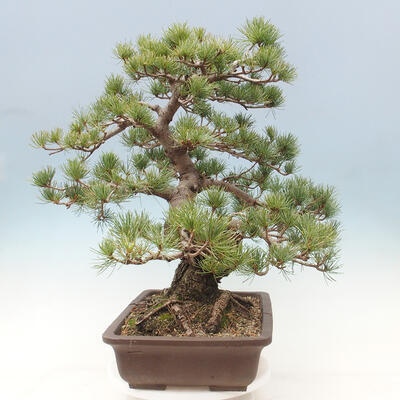 Venkovní bonsai - Pinus parviflora - borovice drobnokvětá - 2