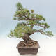 Venkovní bonsai - Pinus parviflora - borovice drobnokvětá - 2/5