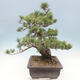 Venkovní bonsai - Pinus parviflora - borovice drobnokvětá - 2/5