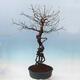 Venkovní bonsai -Japonská meruňka - Prunus Mume - 2/6