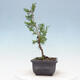 Venkovní bonsai - Juniperus chinensis Itoigawa-Jalovec čínský - 2/4