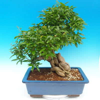 Pokojová bonsai-PUNICA granatum-Granátové jablko - 2