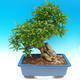Pokojová bonsai-PUNICA granatum-Granátové jablko - 2/7