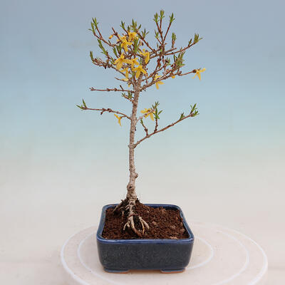 Venkovní bonsai - Zlatice - Forsythia intermedia - 2
