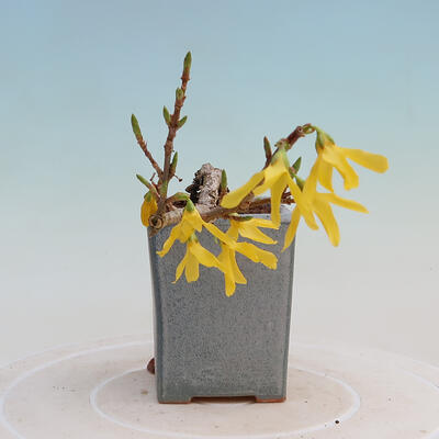 Venkovní bonsai - Zlatice - Forsythia intermedia - 2