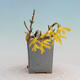 Venkovní bonsai - Zlatice - Forsythia intermedia - 2/4