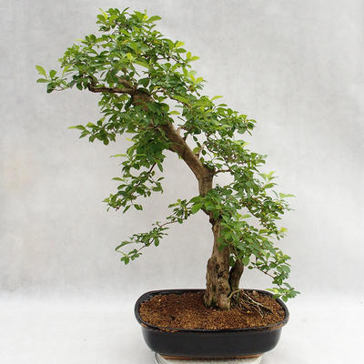 Pokojová bonsai - Duranta erecta Aurea PB2191211 - 2