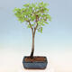 Venkovní bonsai - Javor palmatum katsura GISAN - Javor dlanitolistý - 2/3