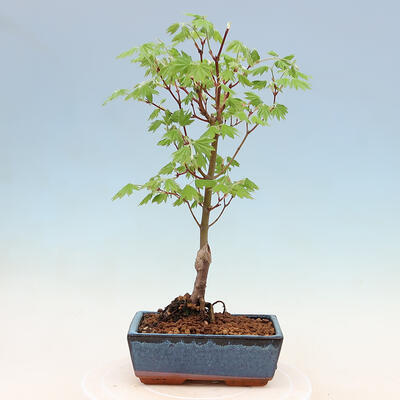 Venkovní bonsai - Javor palmatum katsura GISAN - Javor dlanitolistý - 2