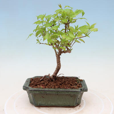 Venkovní bonsai - Acer GINALA - Javor ohnivý - 2