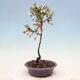Venkovní bonsai - Prunus incisa Kojou-no mai-Slivoň vyříznutá - 2/4
