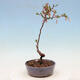 Venkovní bonsai - Prunus incisa Kojou-no mai-Slivoň vyříznutá - 2/4