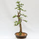 Venkovní bonsai - Larix decidua - Modřín opadavý - POUZE PALETOVÁ PŘEPRAVA - 2/5