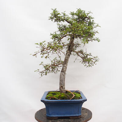 Venkovní bonsai - Larix decidua - Modřín opadavý - POUZE PALETOVÁ PŘEPRAVA - 2