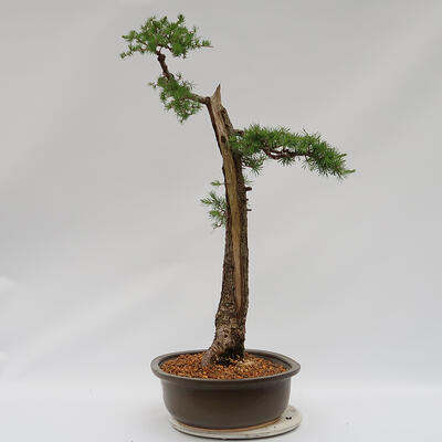 Venkovní bonsai -Larix decidua - Modřín opadavý  - Pouze paletová přeprava - 2