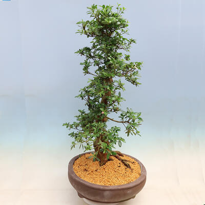 Venkovní bonsai - Japonská azalka SATSUKI- Azalea SHUSHUI - 2