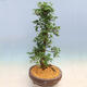 Venkovní bonsai - Japonská azalka SATSUKI- Azalea SHUSHUI - 2/6