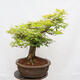 Venkovní bonsai - Javor dlanitolistý - Acer palmatum - POUZE PALETOVÁ PŘEPRAVA - 2/5
