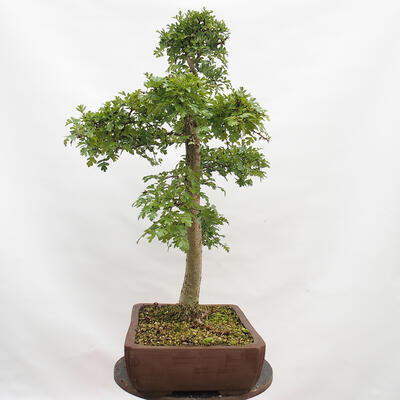 Venkovní bonsai - Hloh - Crataegus monogyna - 2