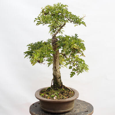 Venkovní bonsai - Hloh - Crataegus monogyna - 2