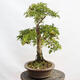Venkovní bonsai - Hloh - Crataegus monogyna - 2/6