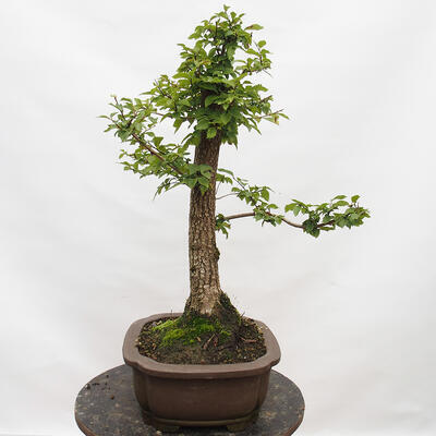 Venkovní bonsai-Ulmus Glabra-Jílm tuhý - 2