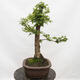 Venkovní bonsai-Ulmus Glabra-Jílm tuhý - 2/5