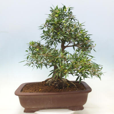 Pokojová bonsai - Ficus nerifolia -  malolistý fíkus - 2