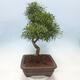 Pokojová bonsai - Ficus nerifolia -  malolistý fíkus - 2/4
