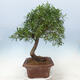 Pokojová bonsai - Ficus nerifolia -  malolistý fíkus - 2/4