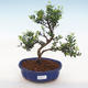 Pokojová bonsai - Ilex crenata - Cesmína - 2/3