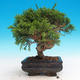 Venkovní bonsai - Juniperus chinensis Itoigawa-Jalovec čínský - 2/3