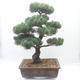 Venkovní bonsai - Pinus parviflora - Borovice drobnokvětá - 2/4