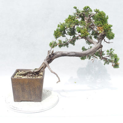 Venkovní bonsai - Juniperus sabina -Jalovec chvojka - 2