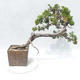 Venkovní bonsai - Juniperus sabina -Jalovec chvojka - 2/5