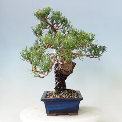 Venkovní bonsai - Pinus parviflora - borovice drobnokvětá - 2