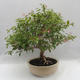 Pokojová bonsai - Australská třešeň - Eugenia uniflora - 2/5