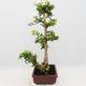 Pokojová bonsai - Duranta erecta Aurea - 2/6